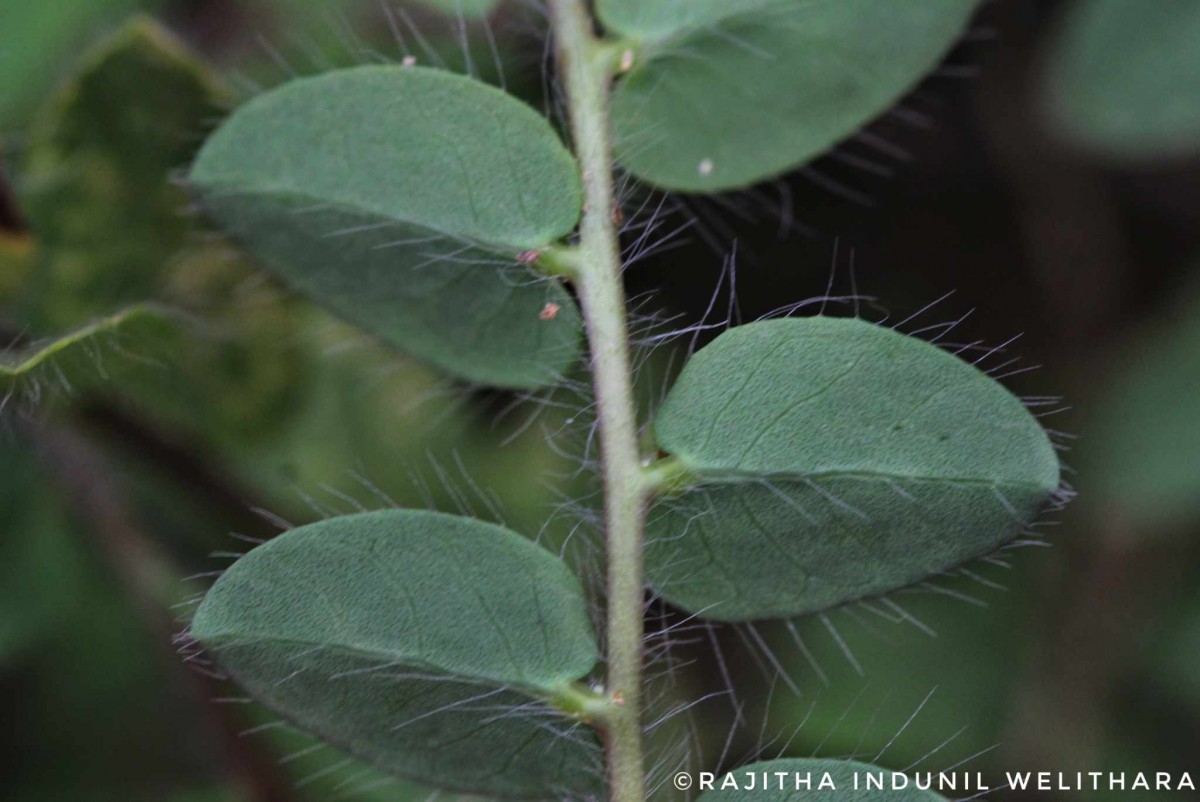 Crotalaria hebecarpa (DC.) Rudd